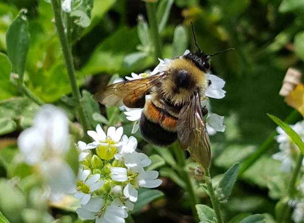 Rusty patched bumble bee (Bombus affinis) photographed in the Midwest in 2017. endangered species insect pollination