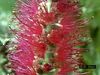 Observe a bottlebrush flower's anthers split and twist so that its pollen is caught by its stigma