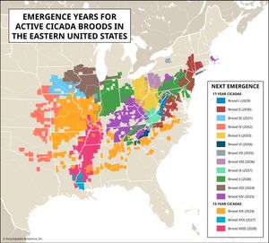 emergence times for active cicada broods in the eastern United States