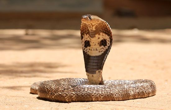 Indian cobra