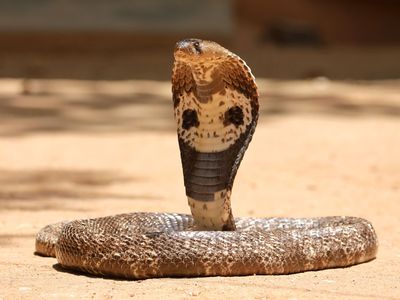 Indian cobra