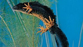 Warty newt (Triturus cristatus)