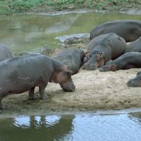 Hippopotamuses (Hippopotamus amphibius).