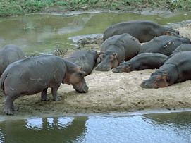 Hippopotamuses (Hippopotamus amphibius).