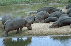 Hippopotamuses (Hippopotamus amphibius).