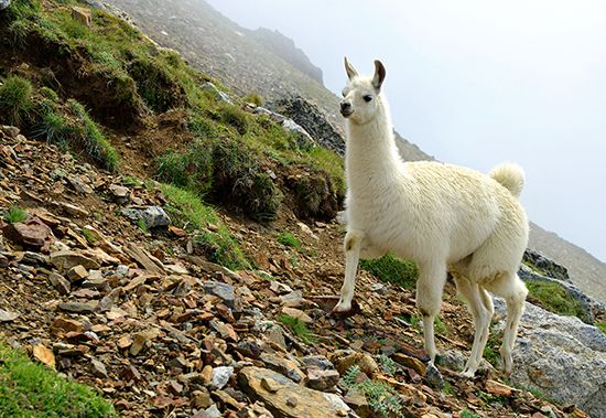 llama