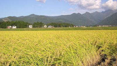 paddy field