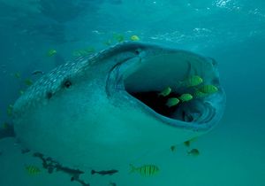 whale shark