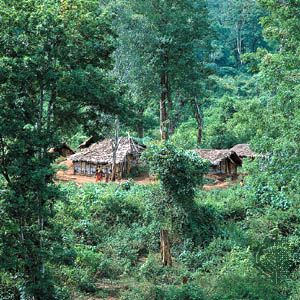 tropical dry forest