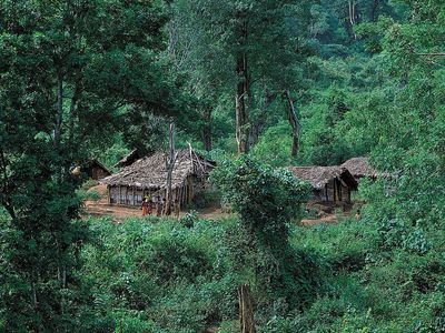 tropical dry forest