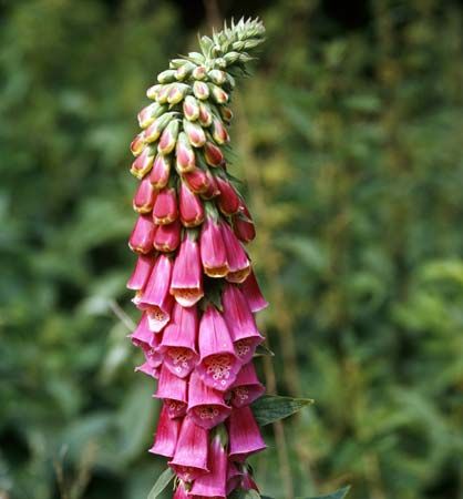 foxglove