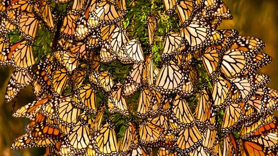 Monarch butterfly migration explained