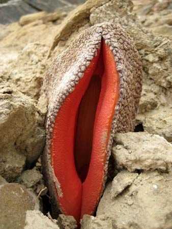 Hydnora flower