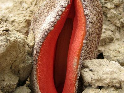 Hydnora flower