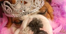 bulldog with tiara and pink boa