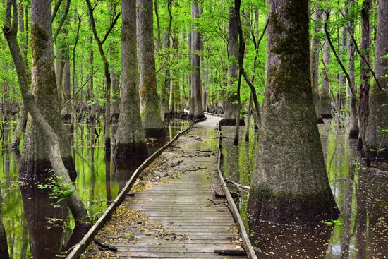 Congaree National Park