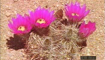 Study how desert plants adapt and survive harsh conditions and how cacti provide sustenance for desert animals