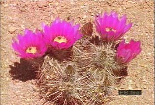 Study how desert plants adapt and survive harsh conditions and how cacti provide sustenance for desert animals