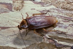 American cockroach