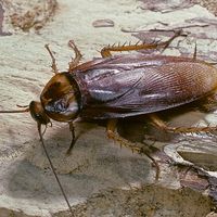 Periplaneta americana (american cockroach, waterbug, palmetto bug)