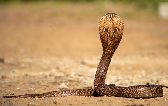 Indian cobra hood mark