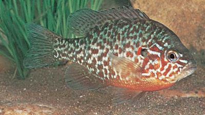 pumpkinseed sunfish