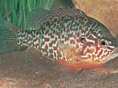 pumpkinseed sunfish