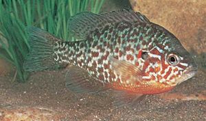 pumpkinseed sunfish