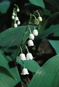 Lily of the valley (Convallaria majalis)