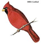 The cardinal is the state bird of Ohio.