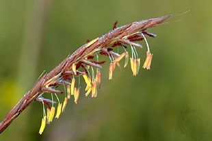 Bluestem grass (Andropogon gerardii)