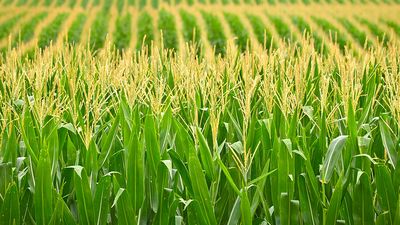 Rows of tassled corn in a Nebraska field. (agriculture)