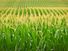 Rows of tassled corn in a Nebraska field. (agriculture)