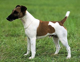 Fox terrier (smooth).