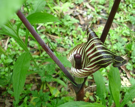 jack-in-the-pulpit