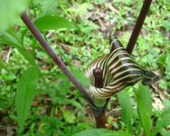 jack-in-the-pulpit