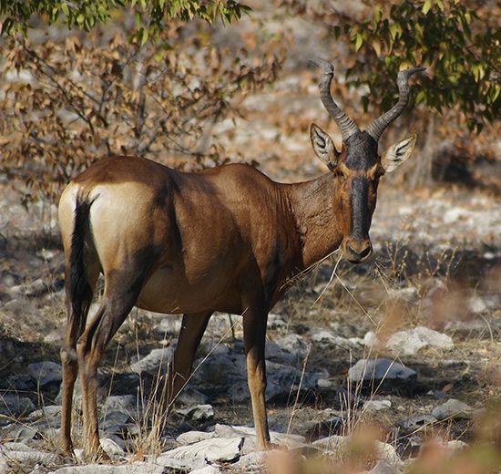 Red hartebeest (Alcelaphus buselaphus caama).