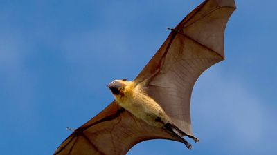 Livingstone's fruit bat