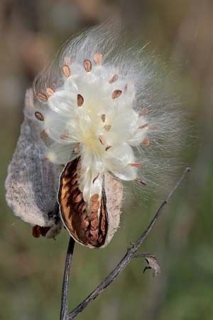 common milkweed