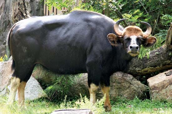 gaur