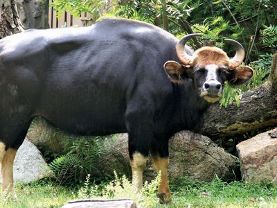 gaur