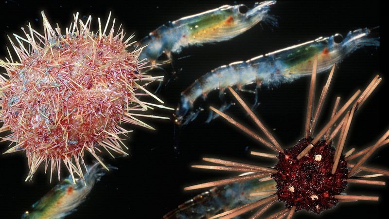 The secrets of Antarctic deep-sea life