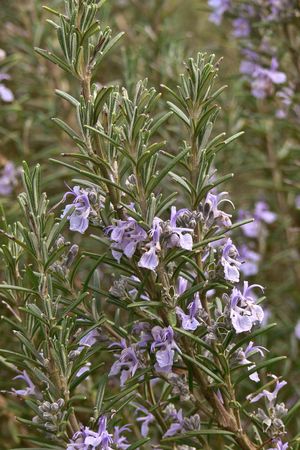 rosemary