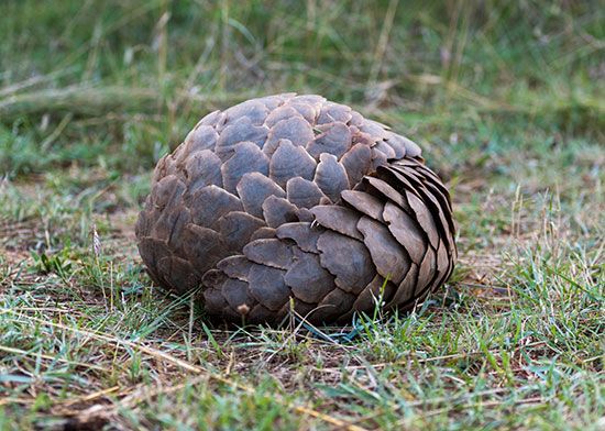 pangolin presenting scales