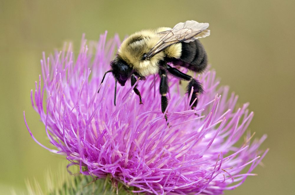 Closeup of bumblebee (Bombus bimaculatus), feeding on Canada thistle, Sleeping Bear Dunes National Lakeshore, Michigan. (insects, bees)