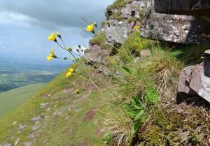 Attenborough's hawkweed