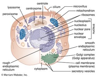 animal cell