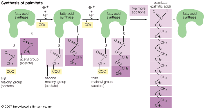 Palmitic acid is one of the most prevalent fatty acids occurring in the oils and fats of animals; it also occurs naturally in palm oil. It is generated through the addition of an acetyl group to multiple malonyl groups connected by single bonds between carbons. This structure forms a saturated acid—a major component of solid glycerides.