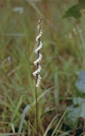 ladies' tresses