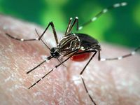 Aedes aegypti mosquito